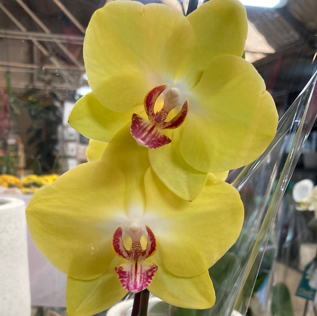 Phalaenopsis Orchid Large 12cm