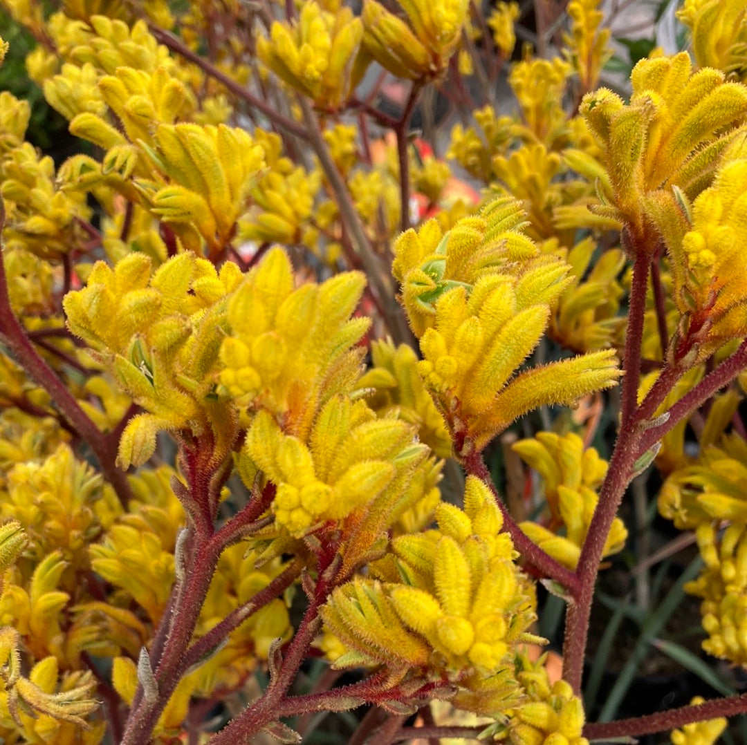 Anigozanthos 'Frosty Yellow' 14cm