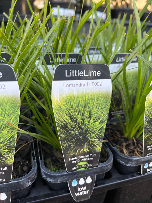 Lomandra 'Little Lime' 7cm