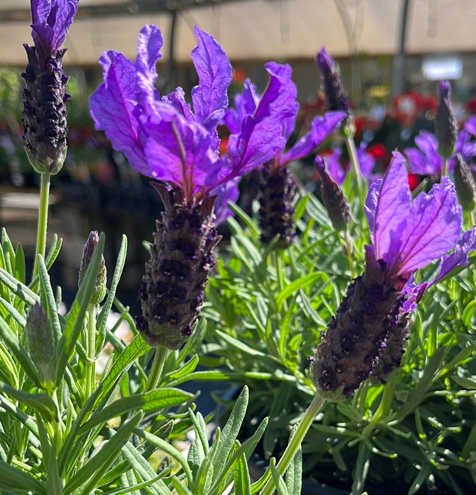 Lavender javelin forte ‘Deep Purple’ 14cm