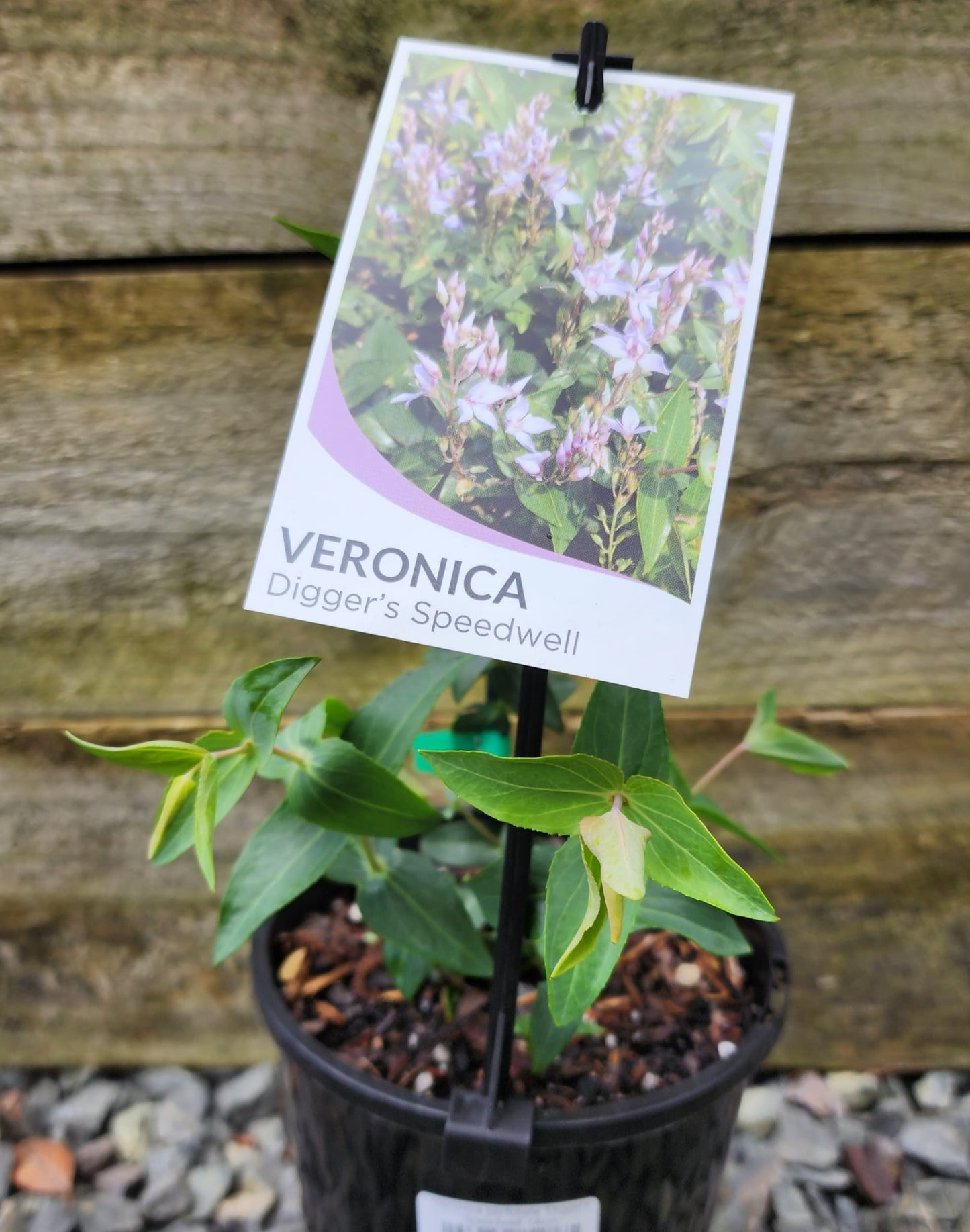 Veronica perfoliata 'Diggers Speedwell' 14cm