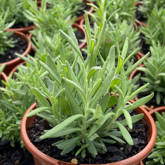 Lavender 'Hidcote' 100mm