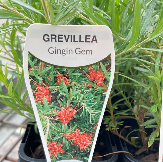 Grevillea Gin gin Gem 7cm