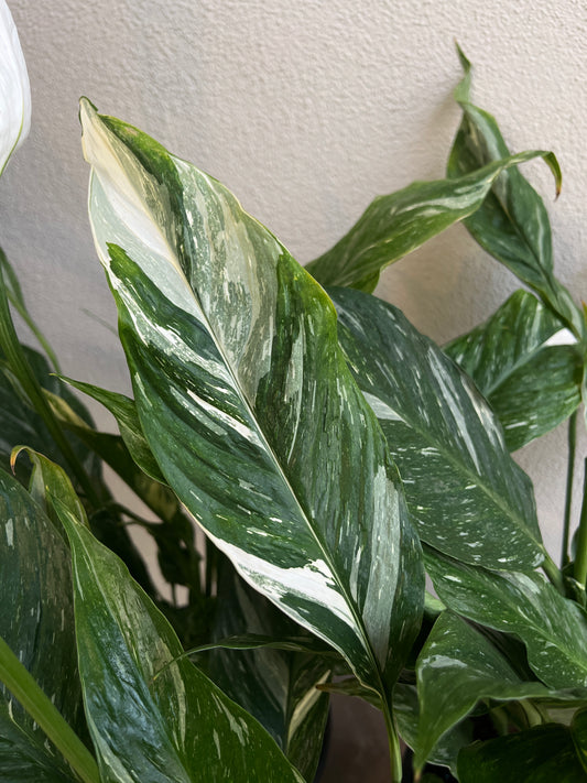 Spathiphyllum 'Jet Diamond' 18cm