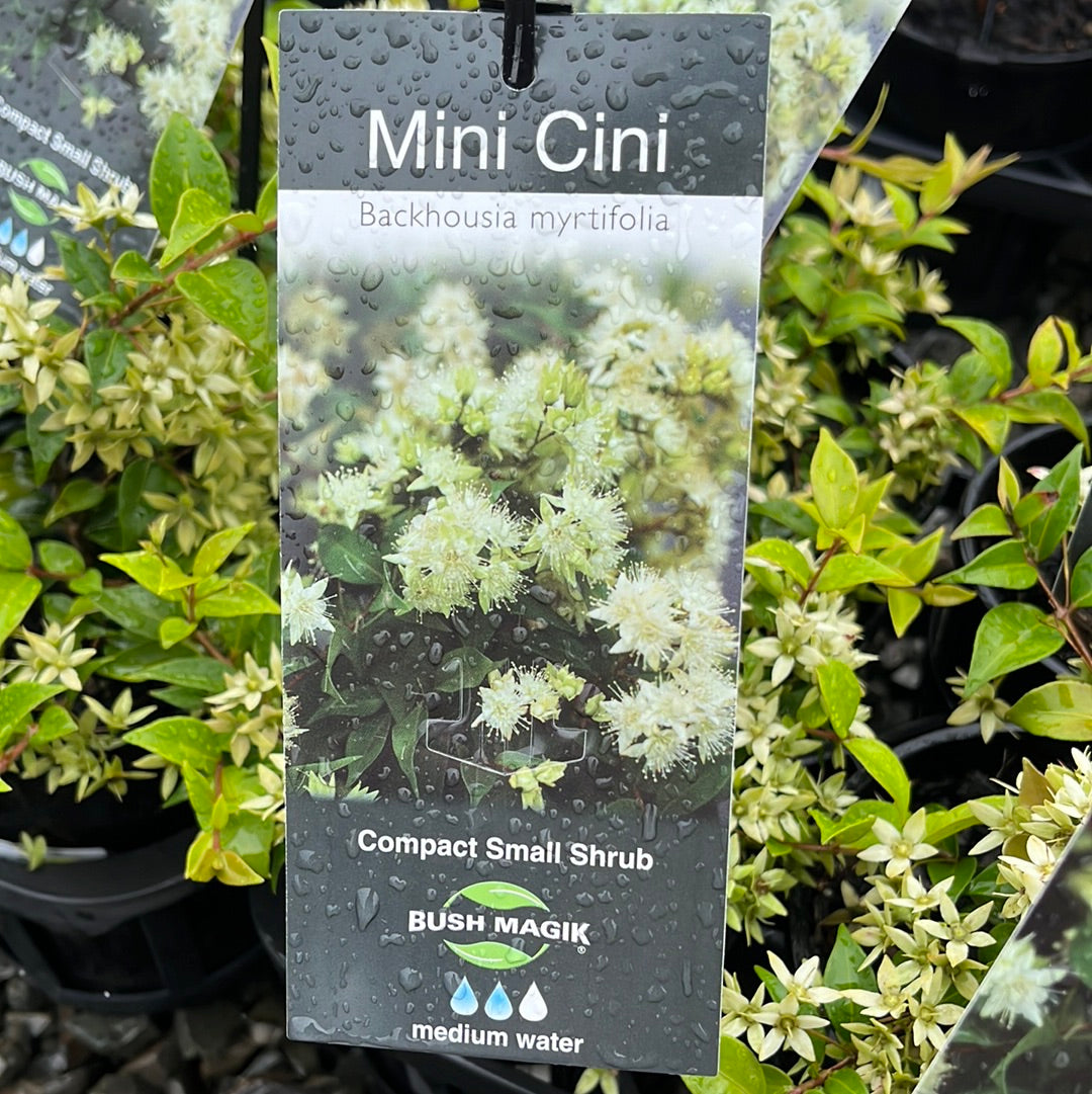 Backhousia myrtifolia 'Mini Cini' 14cm