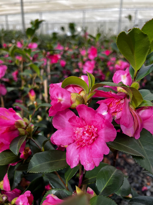 Camellia sasanqua ‘Cherilyn’ 7cm