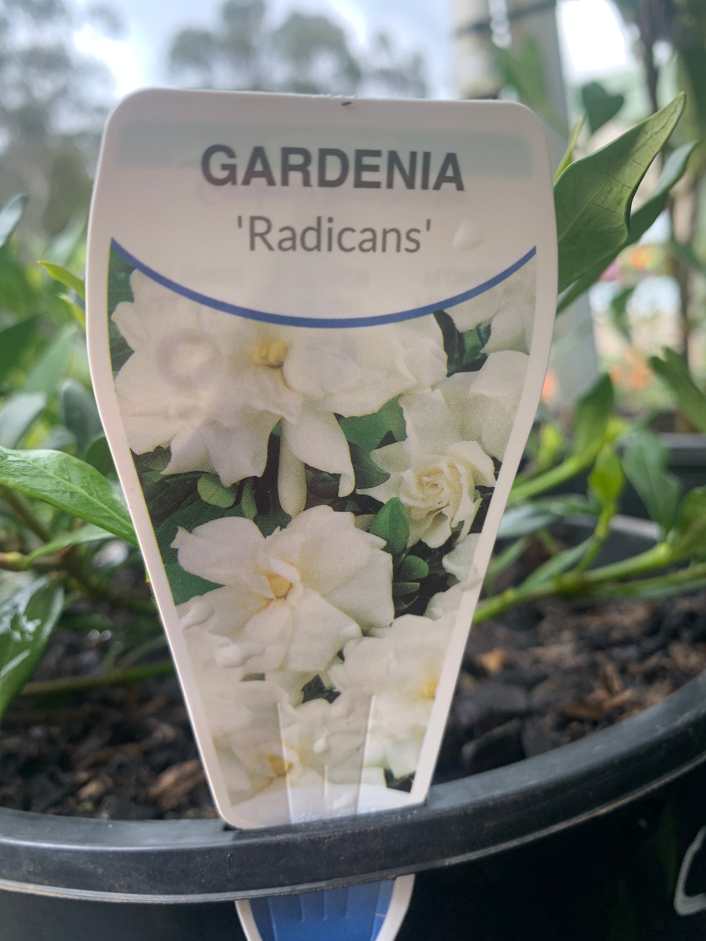 Gardenia Radicans 20cm