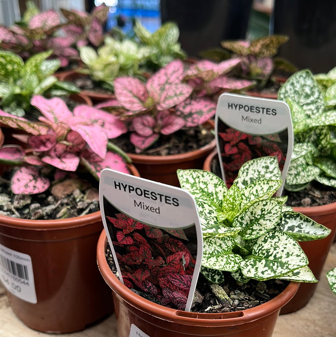Hypoestes Mixed 100mm