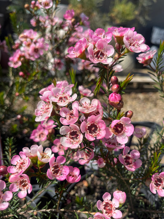 Chamelaucium megapetalum 'Rubys Delight' 18cm