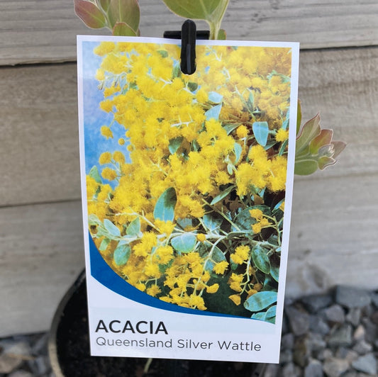Acacia podalyriifolia 14cm