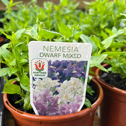 Nemesia Dwarf Mix 100mm