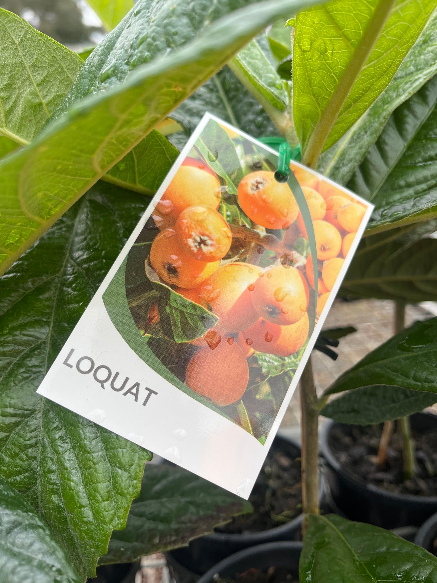 Loquat Eriobotrya japonica 14cm