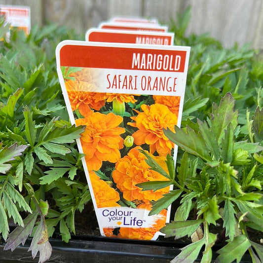 Marigold Safari Orange Punnet