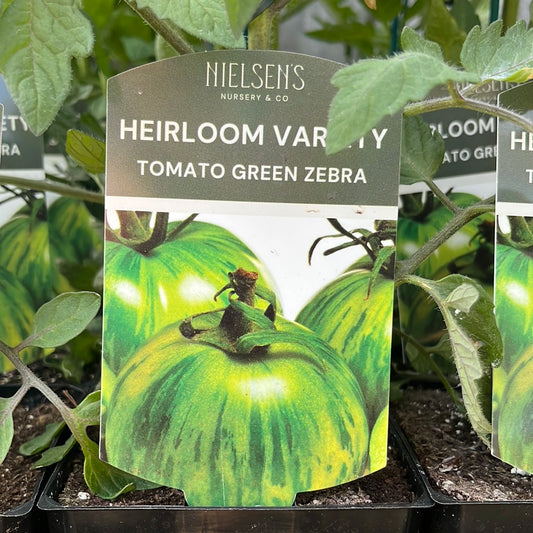 Tomato Green Zebra Heirloom 100mm