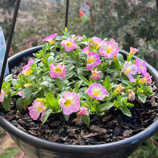 Calibrachoa Mix Hanging Basket 20cm