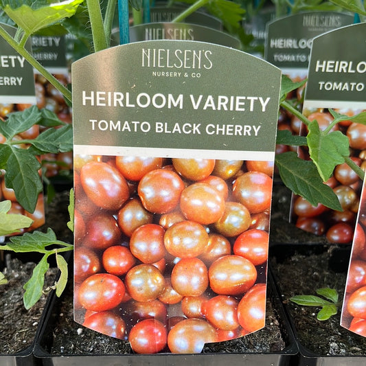 Tomato Black Cherry Heirloom 100mm