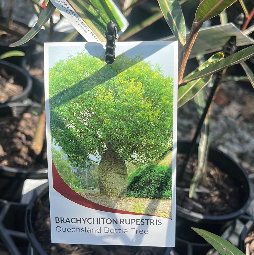 Brachychition rupestris 'QLD Bottle Tree' 14cm