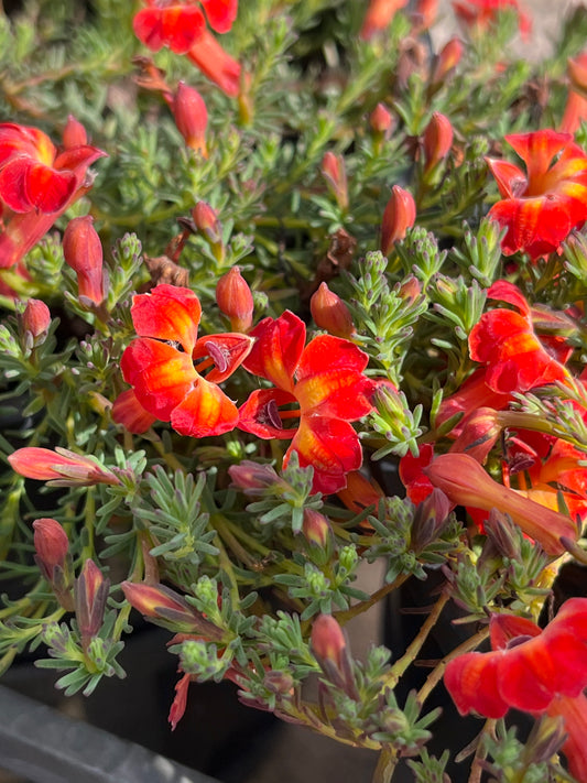 Lechenaultia formosa Flame 14cm