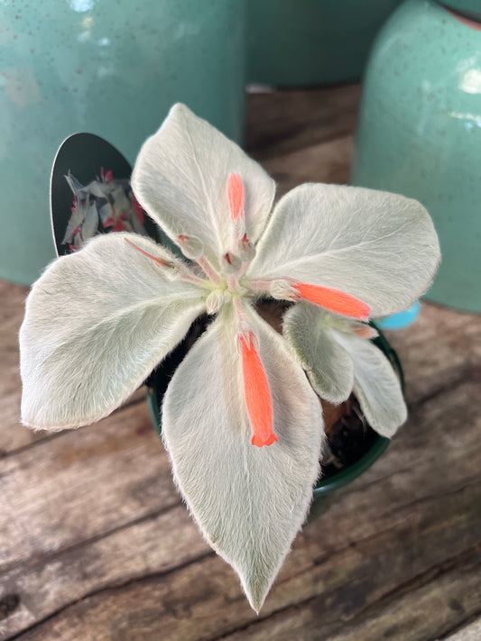 Sinningia leucotricha 'Brazilian Edelweiss' 10cm