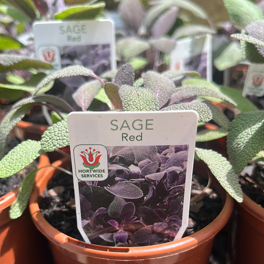 Sage Red 100mm