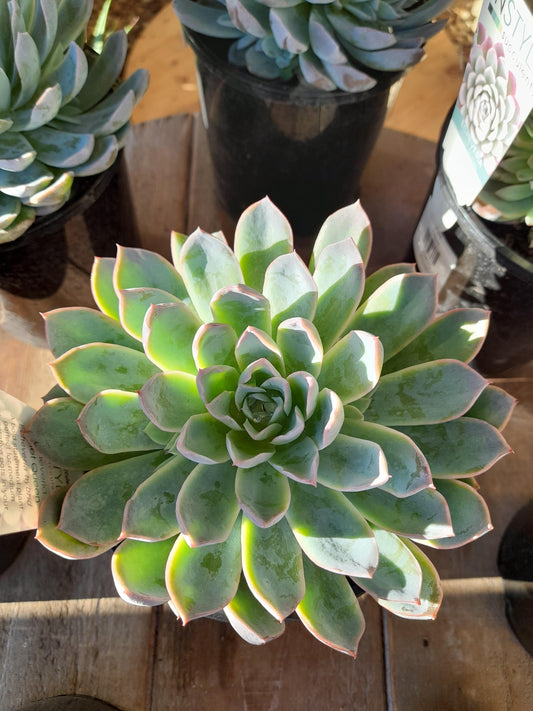 Echeveria 'Violet Queen' 14cm