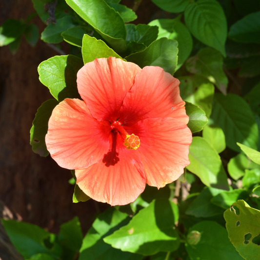 Hibiscus rosa-sinensis Hera Orange 14cm
