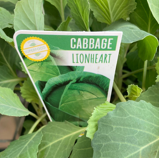 Cabbage ‘Lionheart’ Punnet