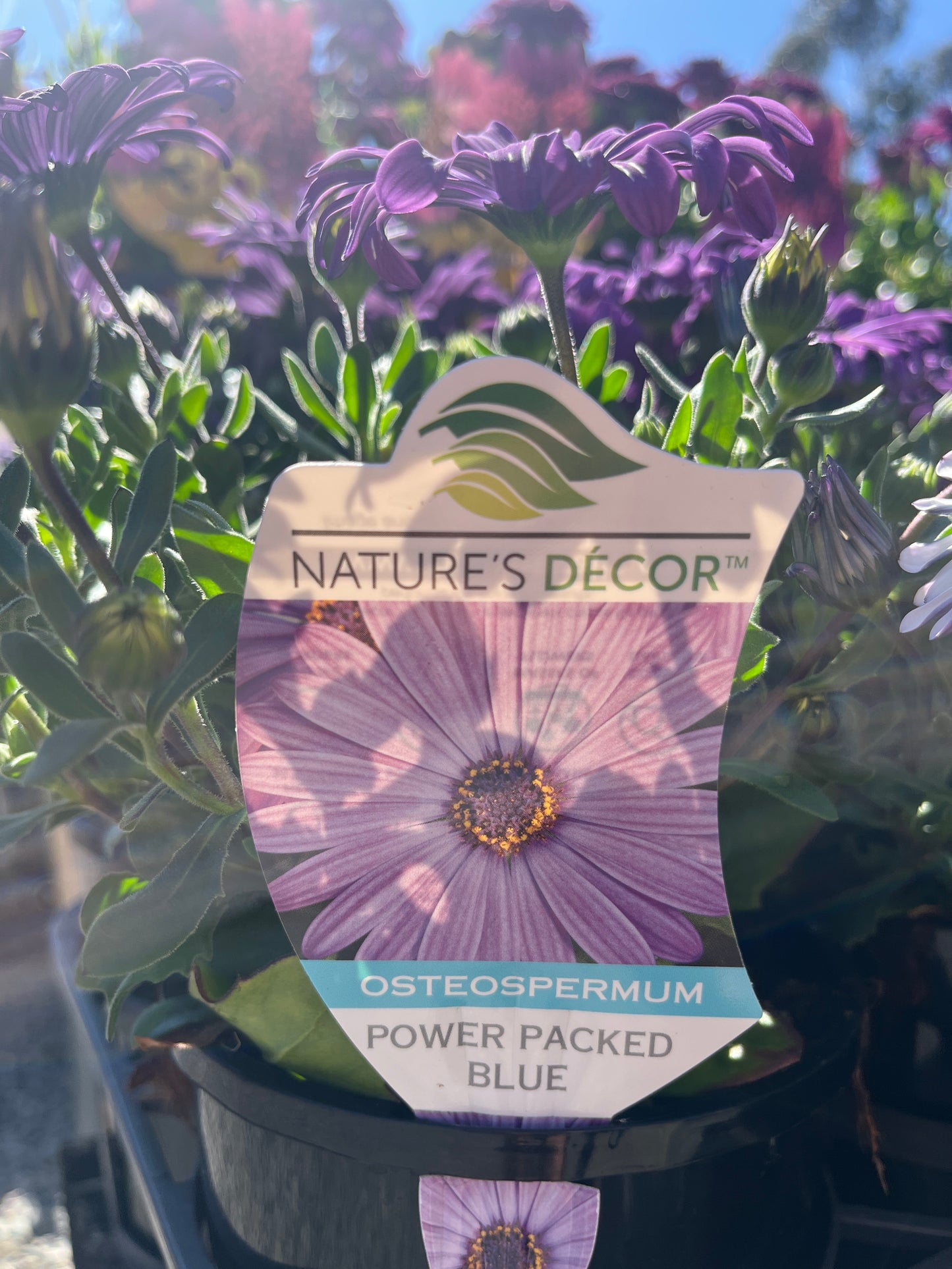 Osteospermum 'Blue' 14cm