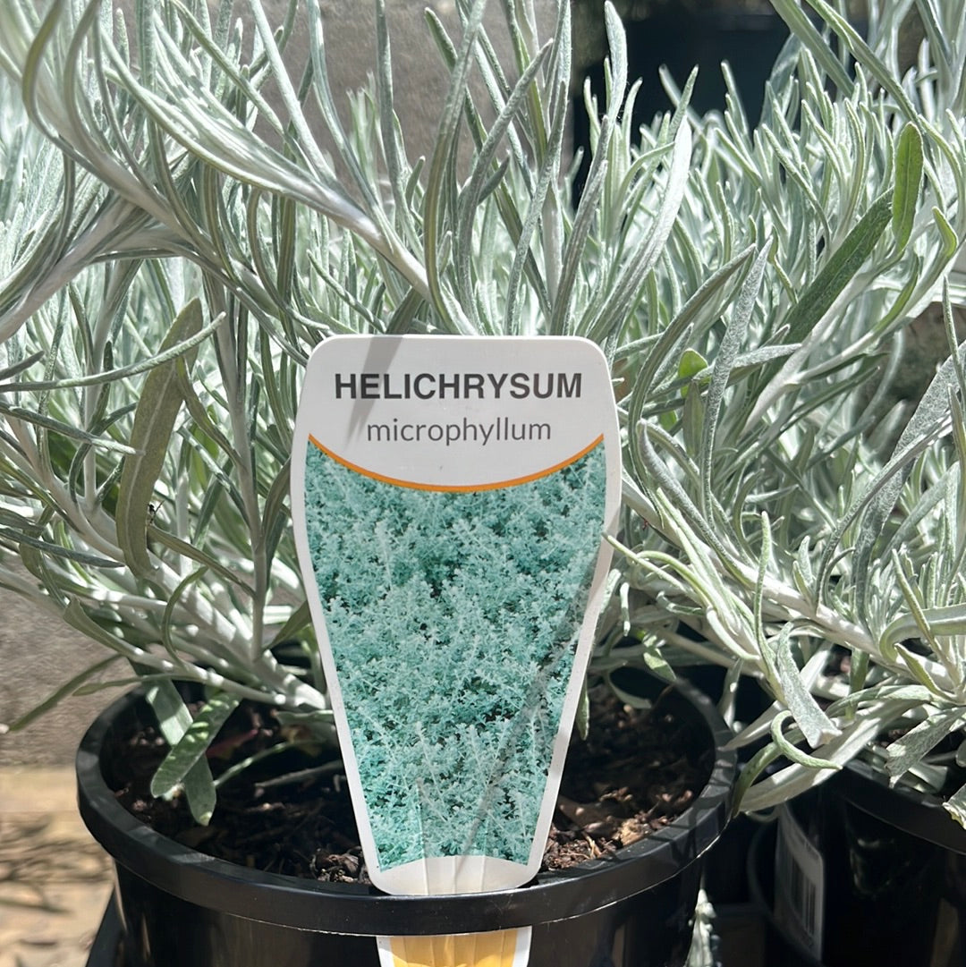 Helichrysum 'Silver Mist' 14cm