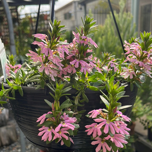 Scaevola Mix Hanging Basket 25cm