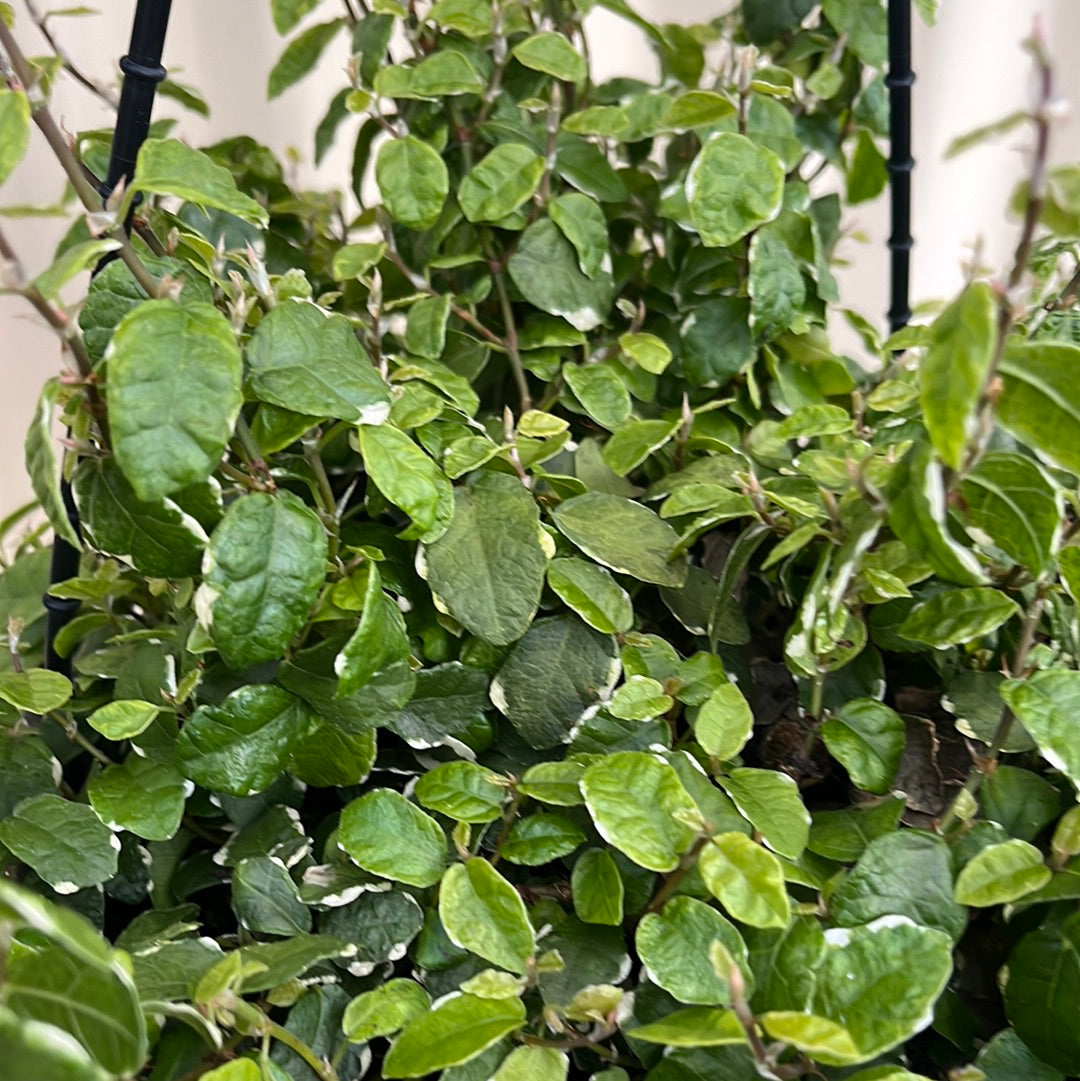 Ficus pumila 'Ice Caps' Hanging Basket 20cm