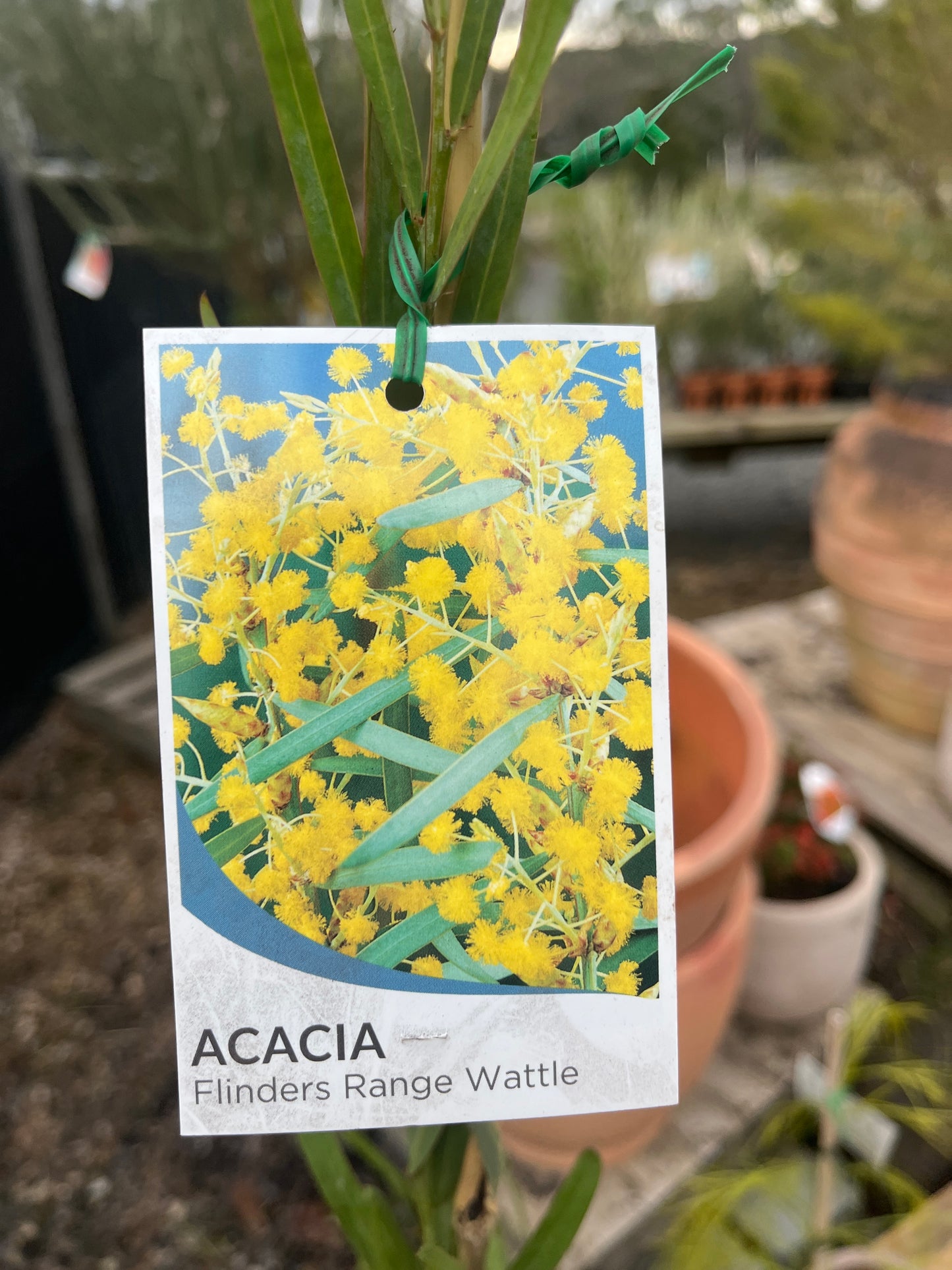 Acacia iteaphylla 25cm