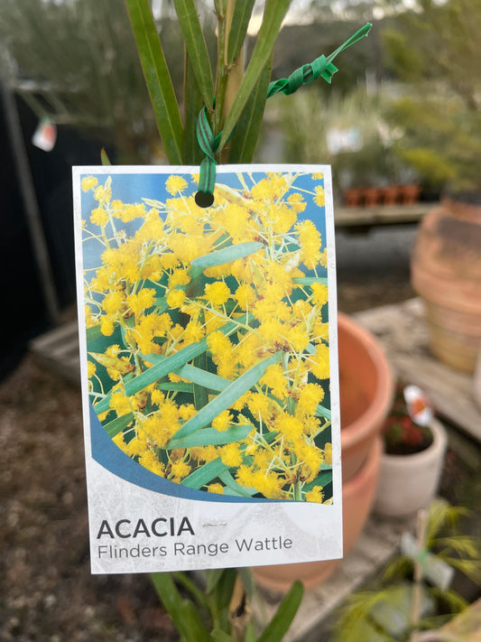 Acacia iteaphylla 25cm