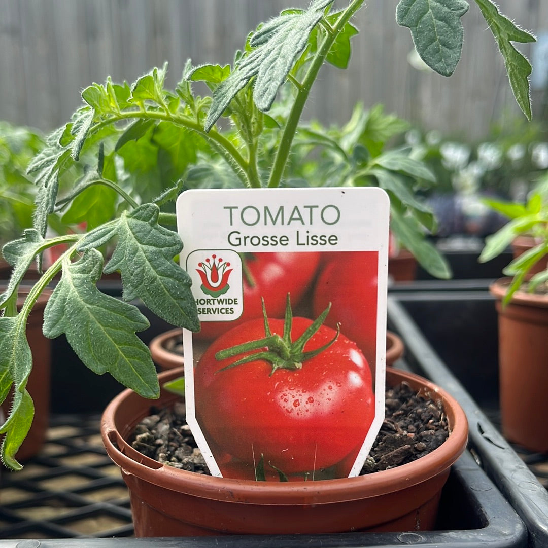 Tomato Grosse Lisse 100mm