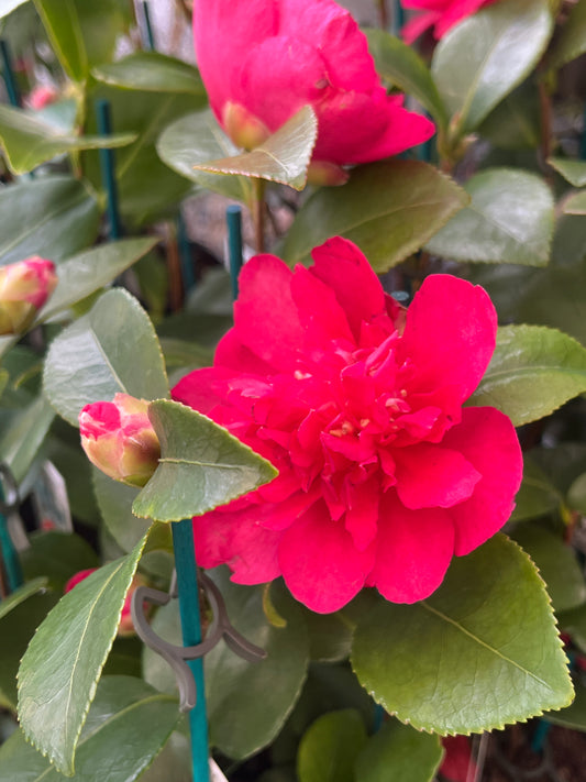Camellia sasanqua 'Bonanza' 7cm