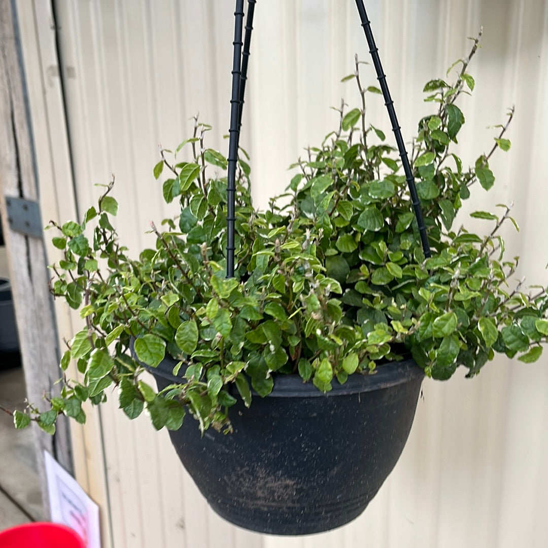 Ficus pumila 'Ice Caps' Hanging Basket 20cm