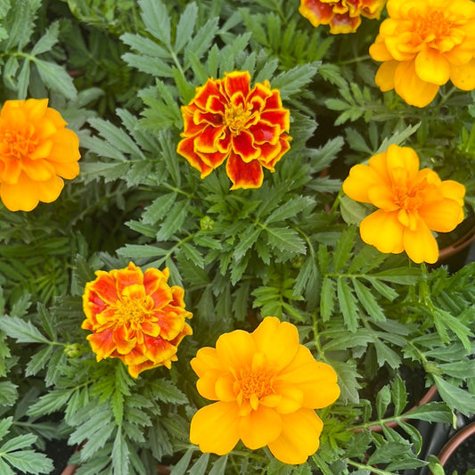 Marigold French 100mm