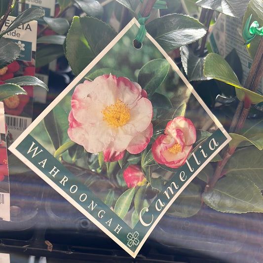 Camellia sasanqua 'Wahroonga' 7cm