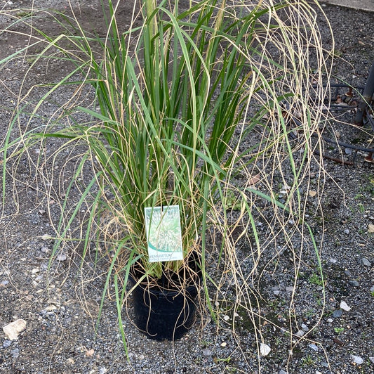 Pennisetum alopecuroides  'swamp foxtail grass' 18cm