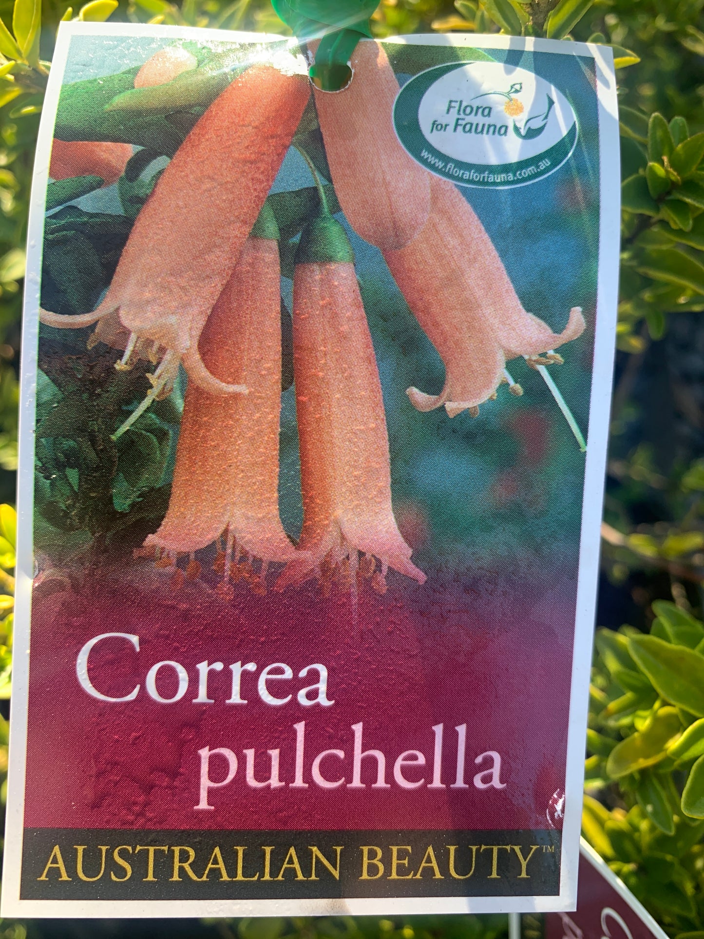 Correa pulchella 18cm Seconds