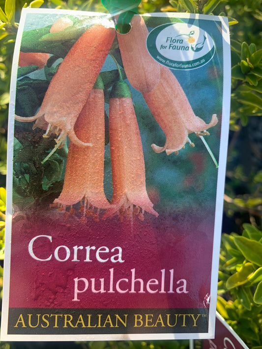 Correa pulchella 18cm Seconds