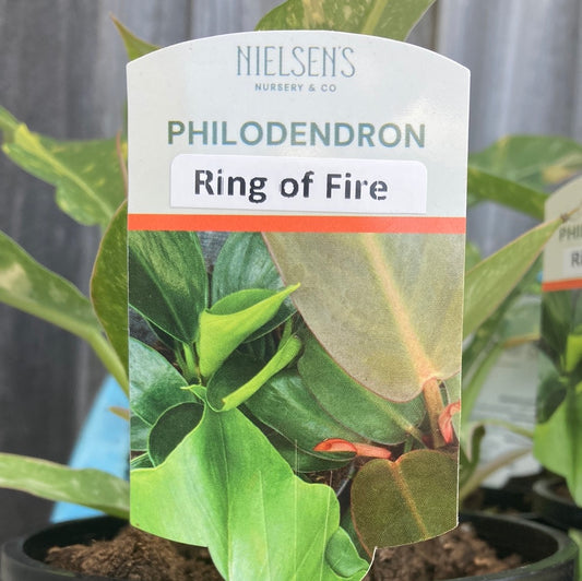 Philodendron 'Ring of Fire' 14cm