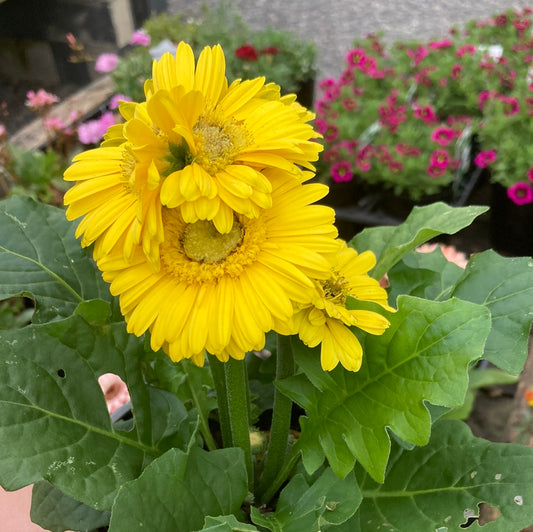 Gerbera Mix 14cm