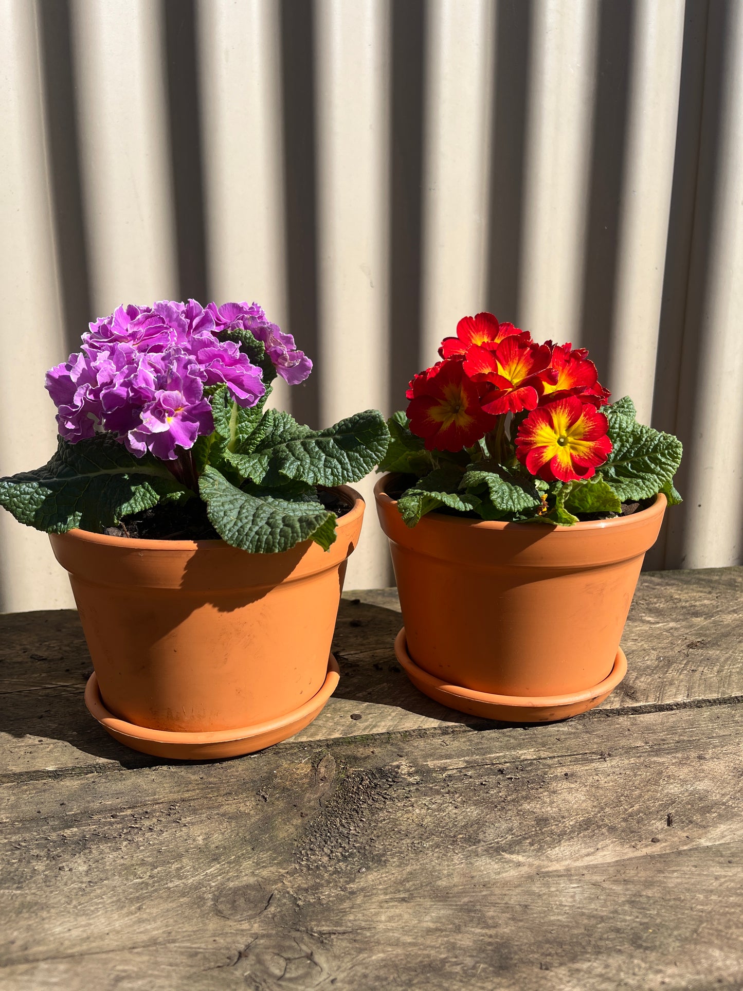 Terracotta Style Potted Flowering Plant 15cm