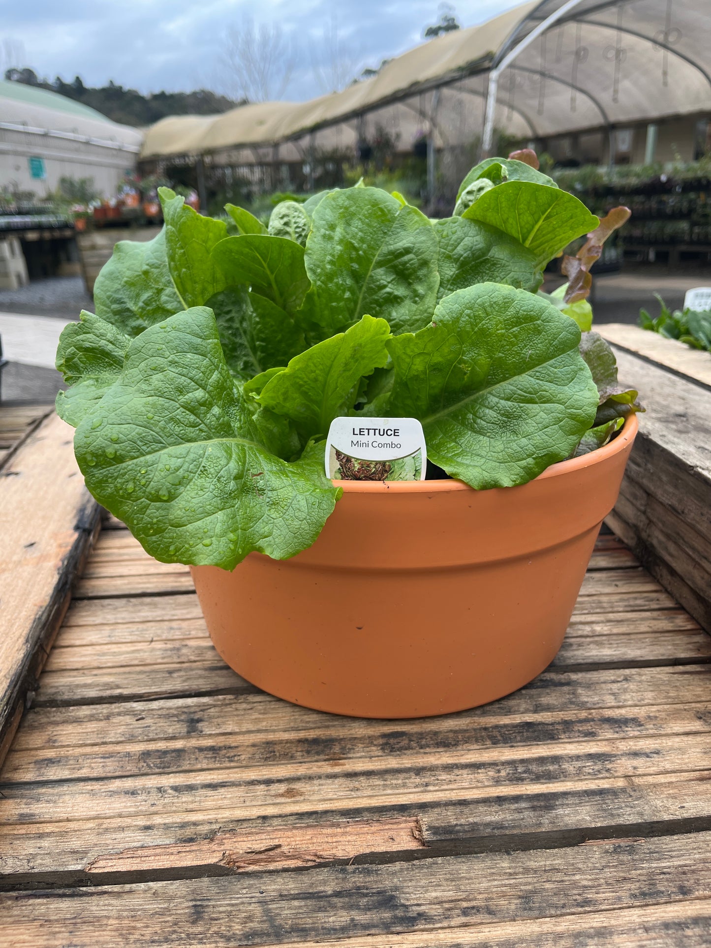 3 Herb/Veg Cottage Pot 300mm
