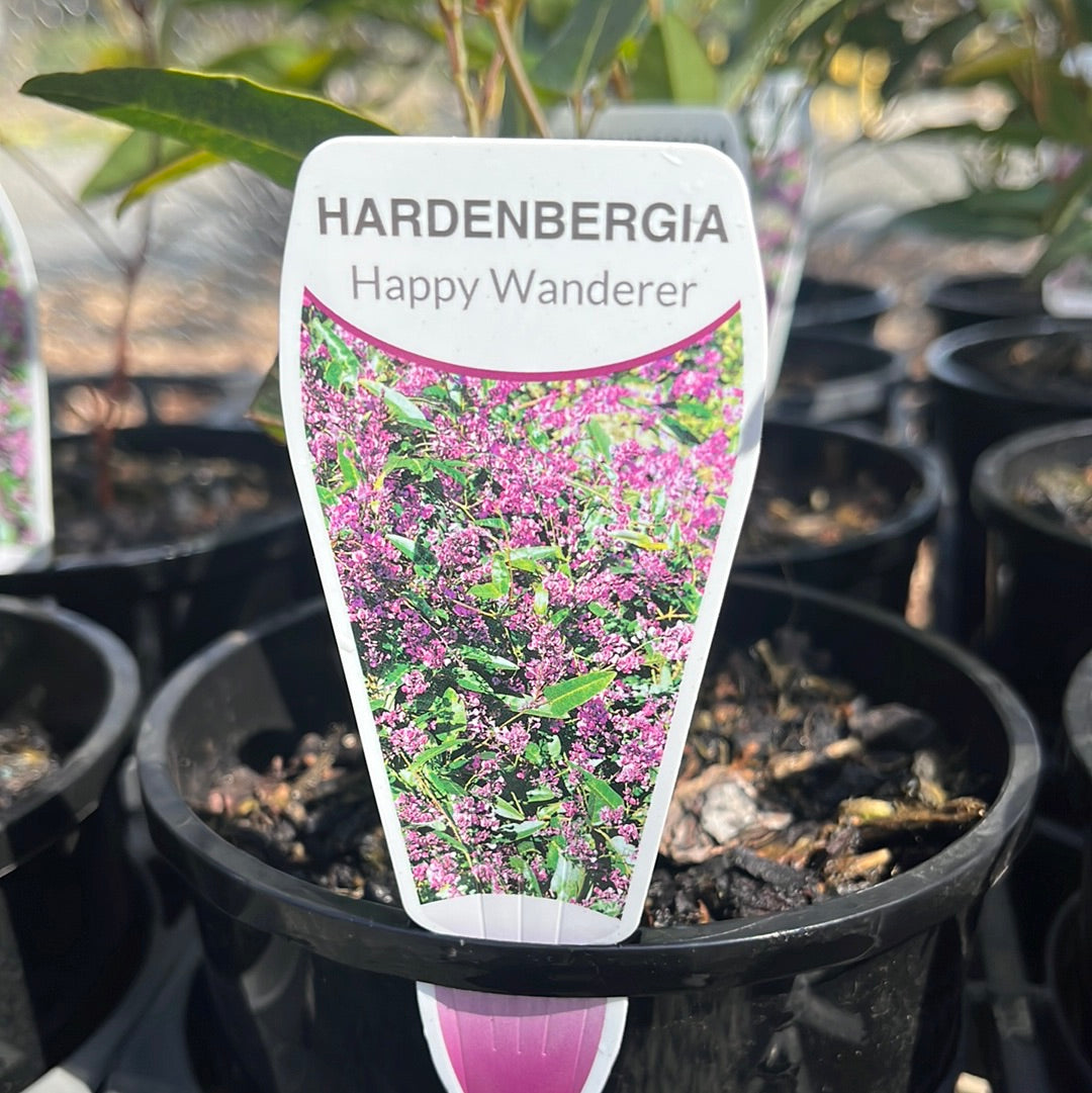 Hardenbergia violacea 'Happy Wanderer' 14cm