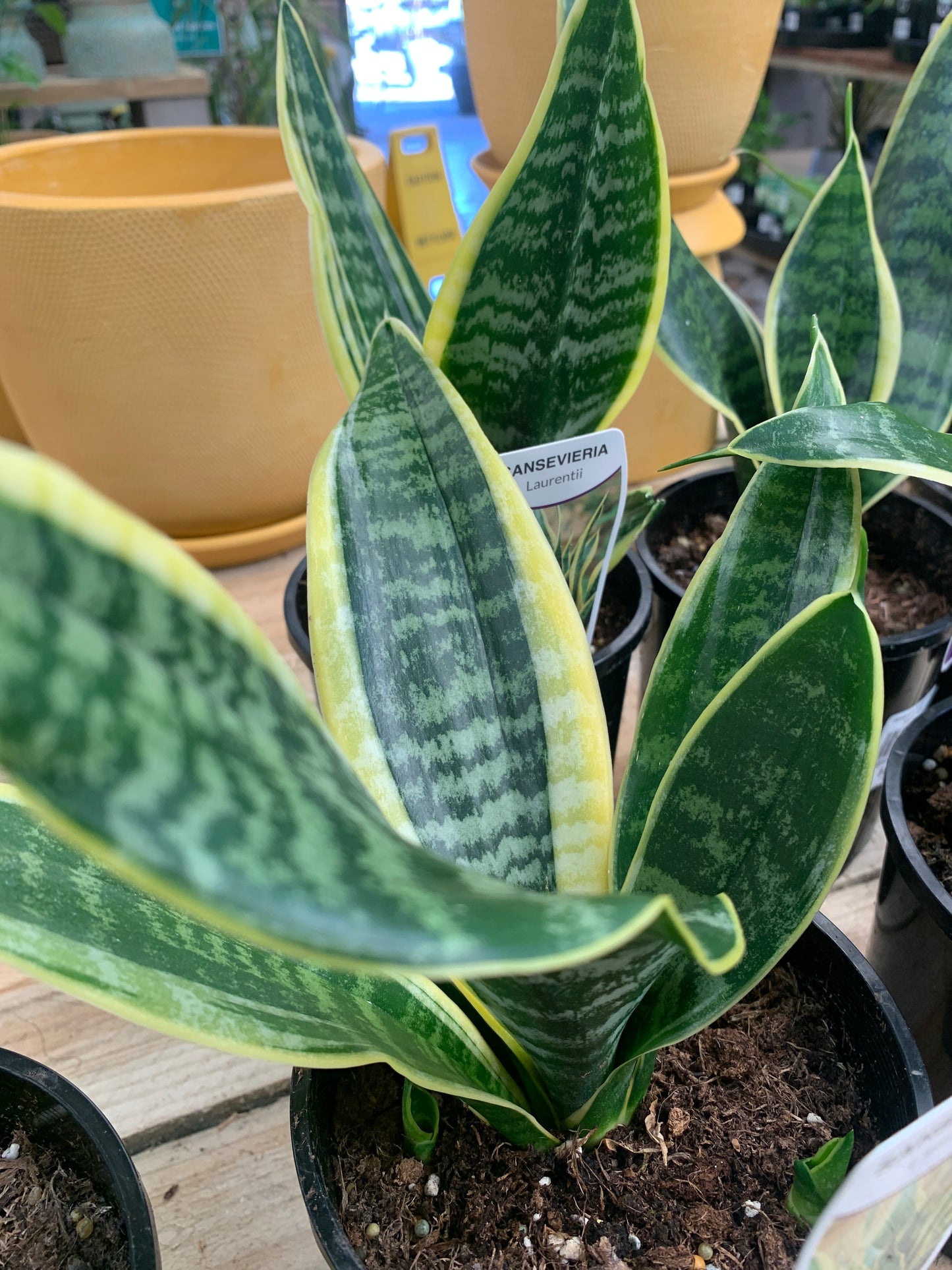 Sansevieria Mother In Law Tongue 14cm