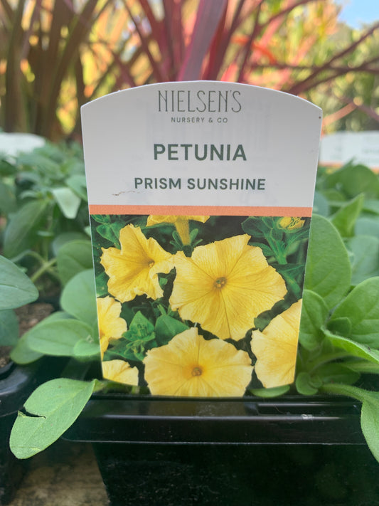 Petunia Prism Sunshine Punnet