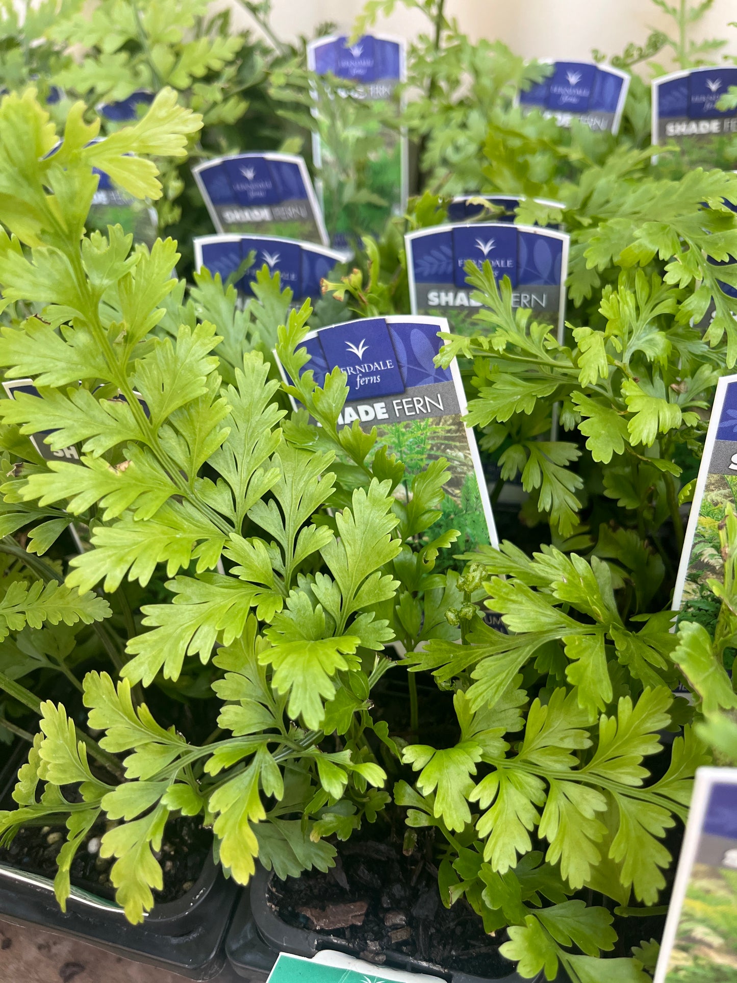 Asplenium bulbiferum 'Hen and Chicken Fern’ 7cm