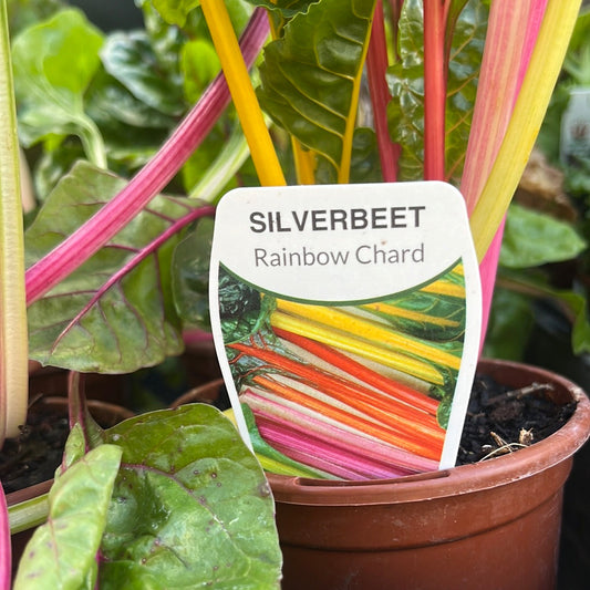 Silverbeet Rainbow Chard 100mm